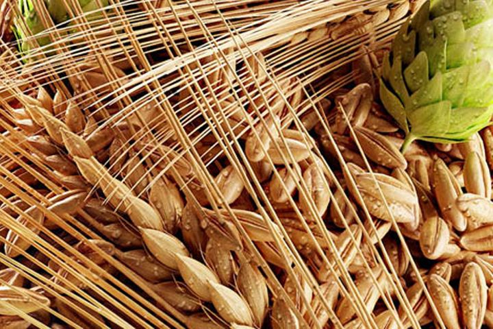 啤酒原料麦芽--豪鲁好博平台_好博（中国）一站式服务平台供应商